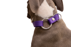 Collar con correa para perros medianos y cachorros