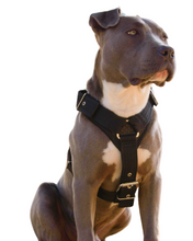 Cargar imagen en el visor de la galería, Pechera reforzada de cinta de seguridad Perros Grandes #4
