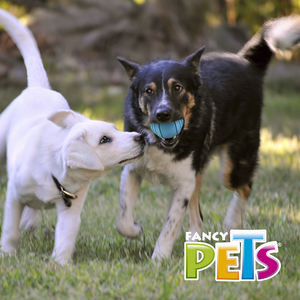 PELOTA PAWPY FETCH